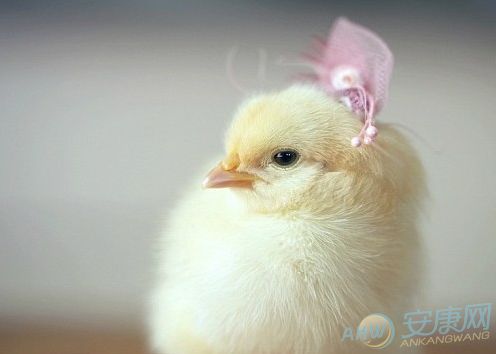 2026年出生属鸡的女宝宝，有哪些好听的名字推荐？