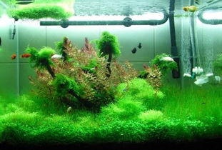 风水方位与布局对养殖效益的影响