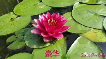 一、 水缸莲花的品种概述