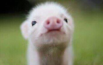 属牛和属猪的财运是否相合，合不合？