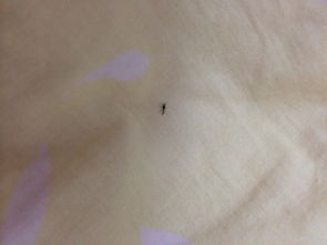 我为什么会梦见虫子咬我，这是不是预示着什么不好的事情？