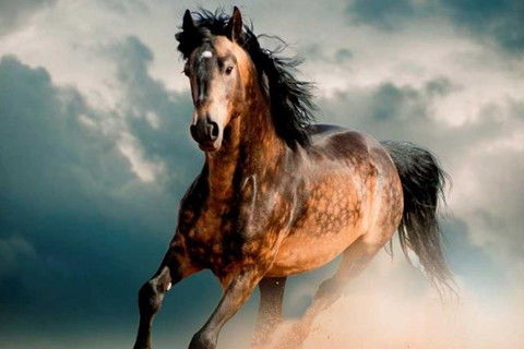 属马男士2026年运势和财运具体如何？