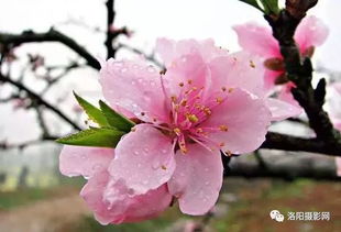 2026年如何通过桃花位催旺桃花，有哪些最佳秘诀？