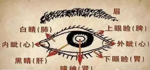六、 与其他花心眼型的对比分析
