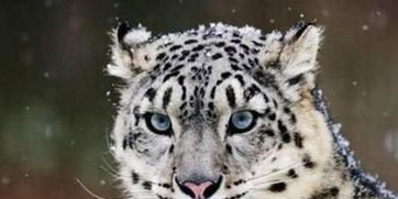 生态失衡与资源匮乏：雪豹下山袭击羊群的风水学解读