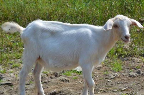 属羊2026年感情运势如何，那一年感情运是不是会很顺利？