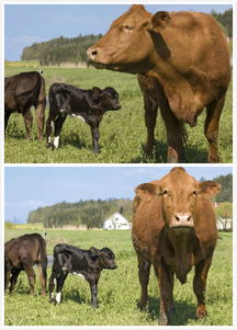 请问在哪个年份出生的人属牛？