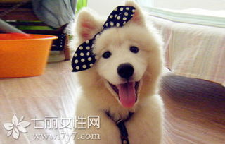 梦见被凶狗咬是什么预兆，有什么特殊含义吗？