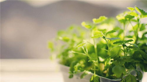 绿色植物植入——生命力转化为滚滚现金流