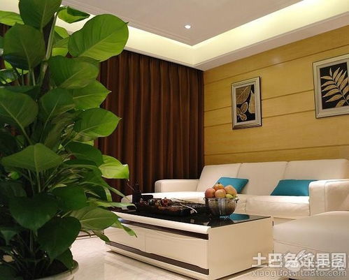 震惊！客厅放这些植物竟然会让人发疯？99%的人都不知道的真相！