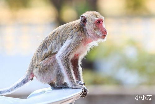 属猴子的岁数，生肖猴子究竟几岁了？