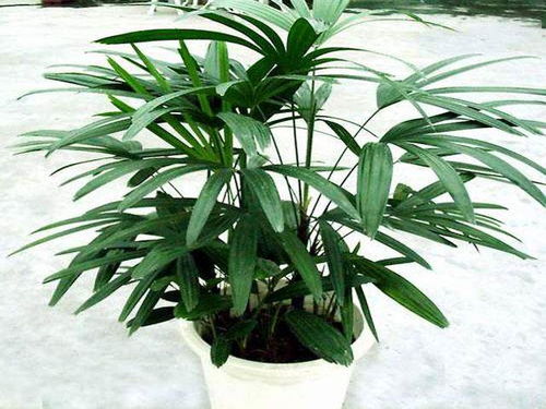 八、棕榈：长寿平安