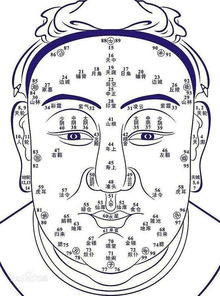 面相学基础：腮骨与脸型