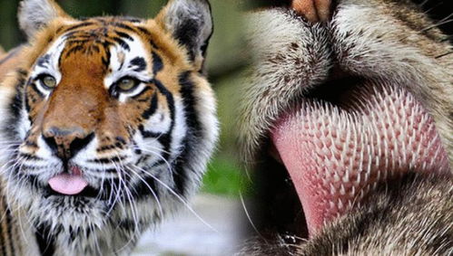 差异带来的挑战与互补效应