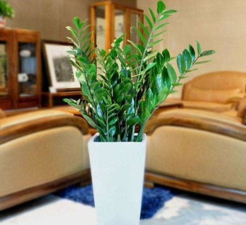 3．文竹（Asparagus setaceus）