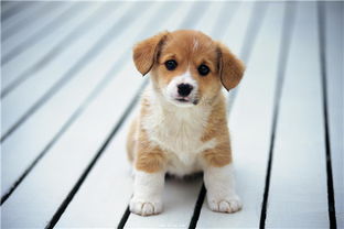 1982年属狗的宝宝取名腾字，有哪些字搭配更好呢？