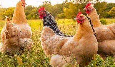 属鸡人5月后会有大惊喜，你家属鸡的人嫩享受到吗？