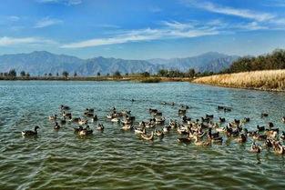 野鸭湖湿地公园：观鸟赏花的好去处