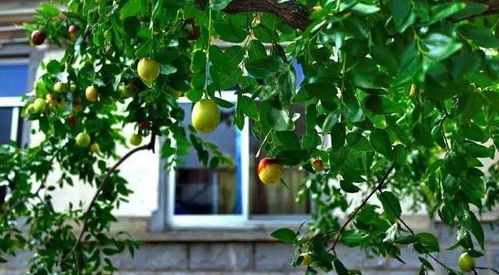 枣树竟然能改变命运？！2026年最新风水禁忌大公开