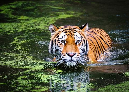 2026年出生的虎年男宝宝，有没有什么霸气的大全取名建议呢？