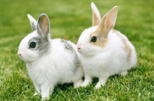 属兔8月出生的人性格特点是什么，农历八月出生的属兔人最好是怎样的？