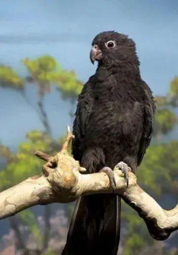 一、  动物界的色彩遗传与标准