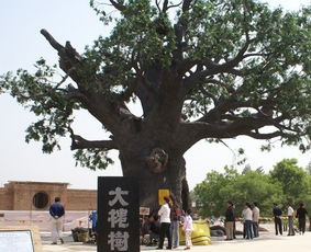 门前大树距离5至6米远，对墓门吉凶有影响吗？