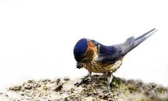 二、 鸟类栖息——燕雀筑巢示祥