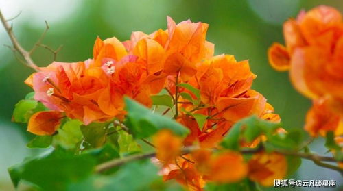 爱情如花开般灿烂 结子代表家庭的美满