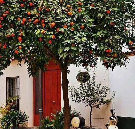 龙须树与石榴：辟邪镇宅与生机盎然