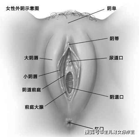 二、  生理特征与审美导向的异化
