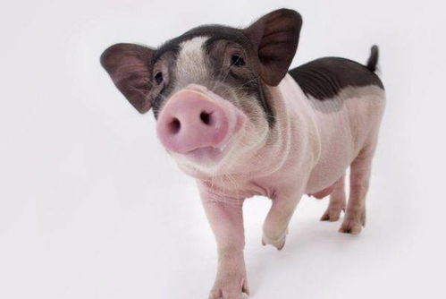 1959年出生属猪的人命运如何，这究竟意味着什么？