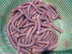 梦见身体长虫子是什么预兆或暗示？