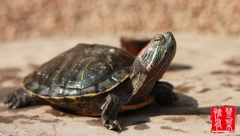 养殖乌龟时有哪些风水禁忌需要注意，专业养龟者该如何规避？