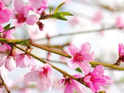 2026年十二生肖桃花运势如何，手机号中桃花元素有哪些详细解读？