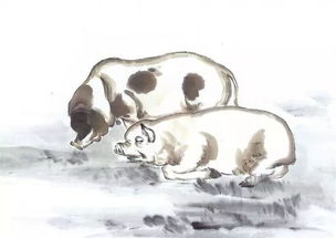 1947年属猪2026年感情运和71年属猪2026年财运婚姻如何？