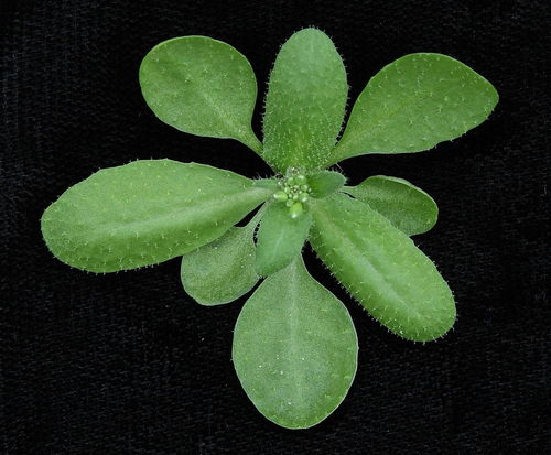 四、 温湿度控制与生长周期的时空适配