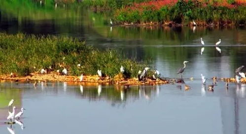 蚊子大军向你致敬