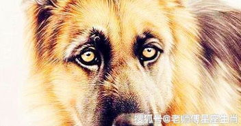 1982年属狗男性在2026年的婚姻状态，佩戴何种饰品有何特殊含义？