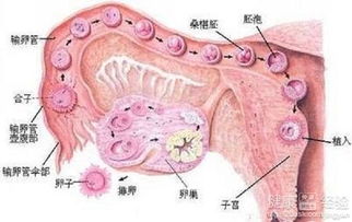 更多囊卵巢综合征：腿粗的潜在隐患