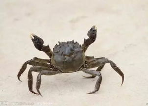 梦见在水里捉螃蟹预示着什么有什么忒别的象征意义？