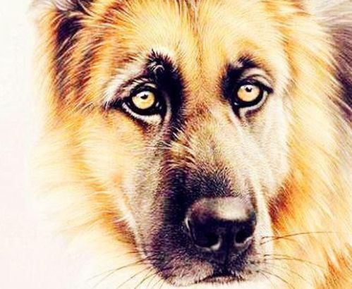 属狗和属兔的男人财运如何？属狗女性会喜欢属兔的吗？