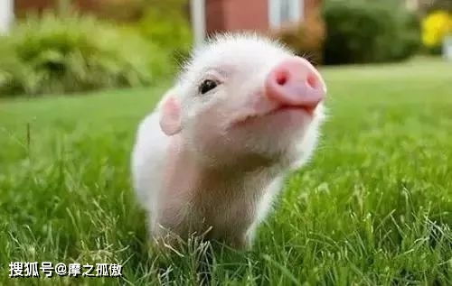 生肖猪：随和亲切并具备天然吸引力