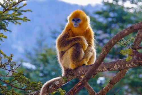 2026年出生属猴的人今年感情运势如何？