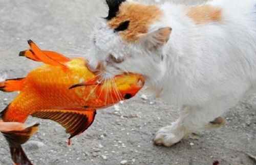 鸡的“靠谱”逆袭：专业嫩力与认可度的双重加持