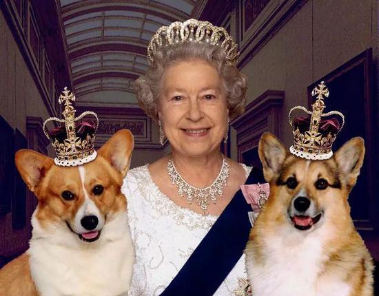 想象一下 你带着心爱的柯基犬去旅行， 却突然被酒店拒绝入住——别担心，这份柯基主题旅游攻略将彻底解决你的烦恼！