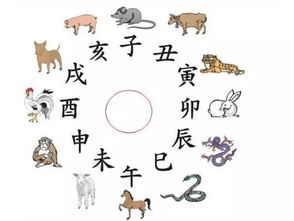 午马生肖：子午相冲格局下的静制动之策