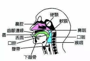 耳鸣预示吉凶有哪些征兆？