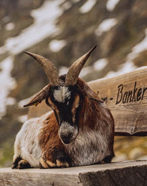 三肖合一的生肖指的是哪三个生肖合并？