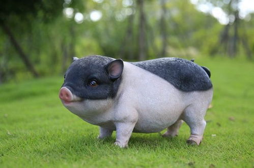 属猪人的卧室宜用哪种颜色能旺财运？